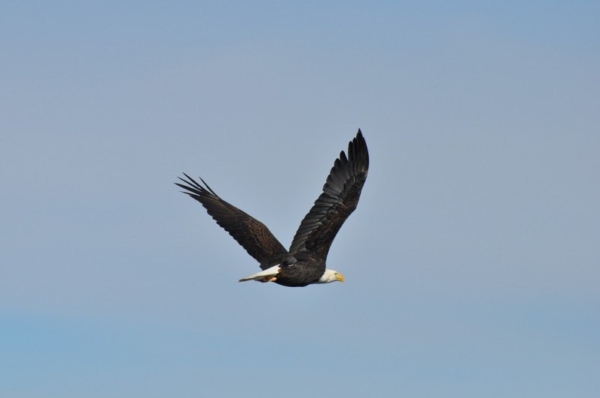 Freedom