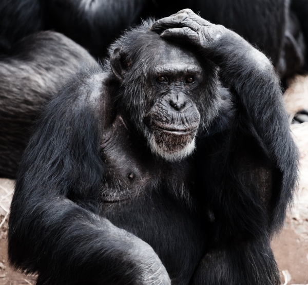 HD Monkey mind
